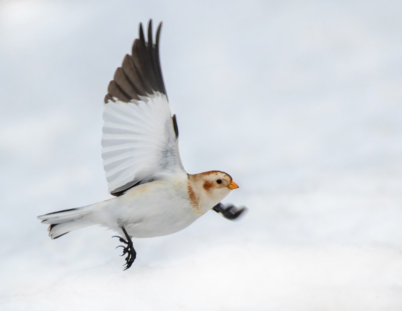 Пуночка, подорожник снежный – Plectrophenax nivalis (l., 1758)