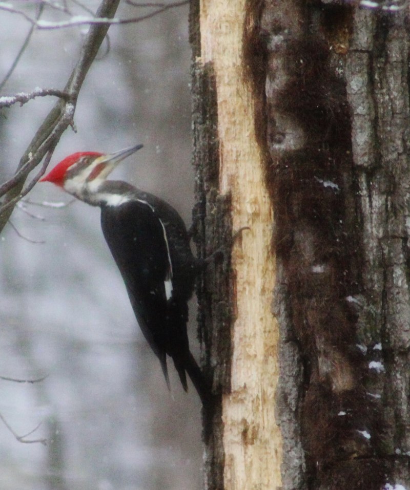 Picus viridis (зеленый дятел)
