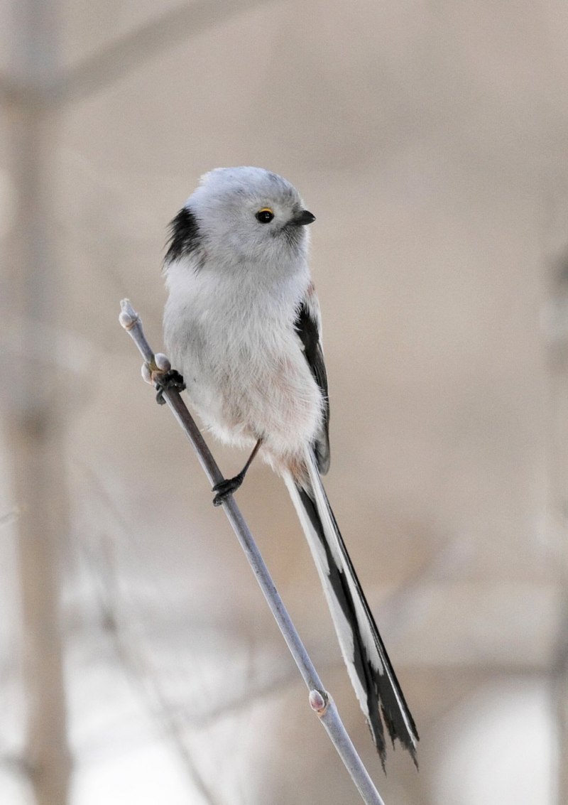 Ополовник Aegithalos caudatus