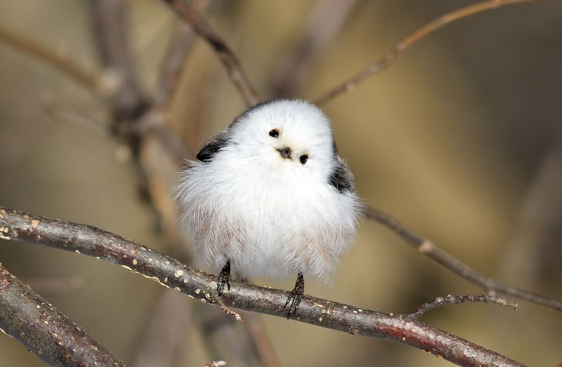 Ополовник Aegithalos caudatus