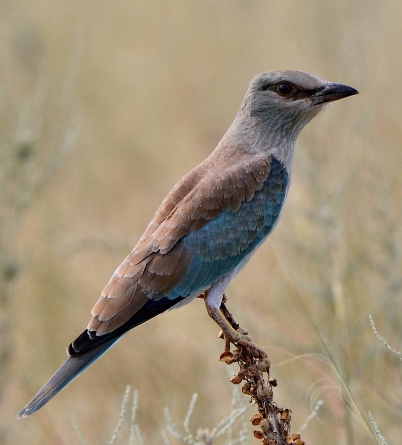 Coracias garrulus