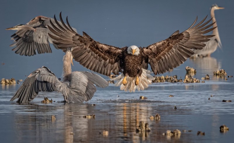 Орлан-белохвост Haliaeetus albicilla