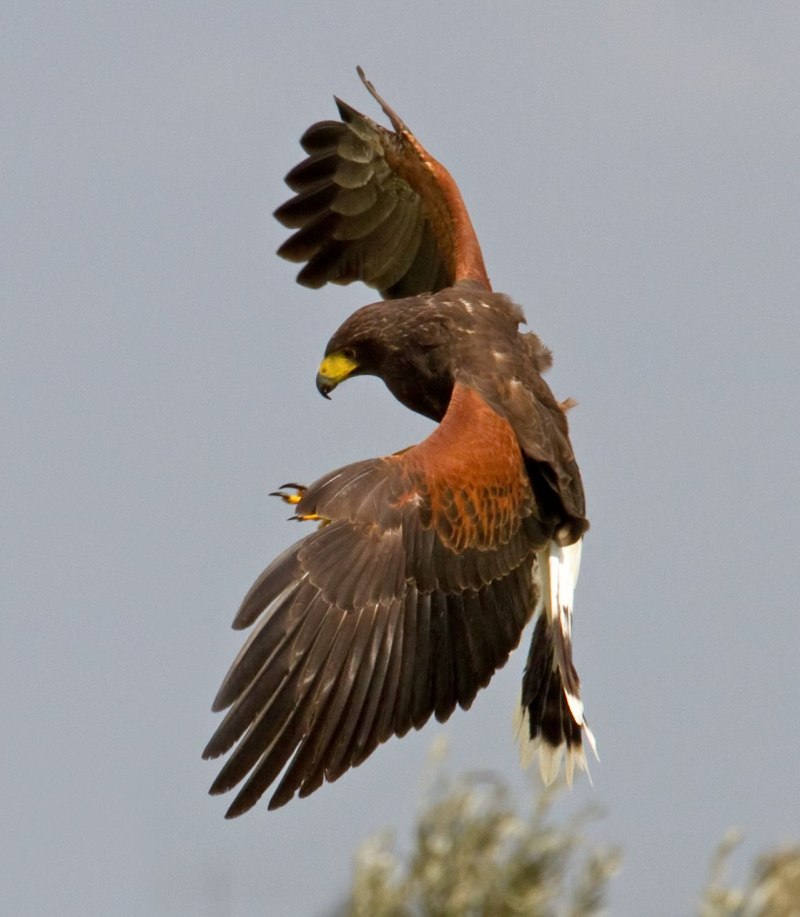 Harris Hawk
