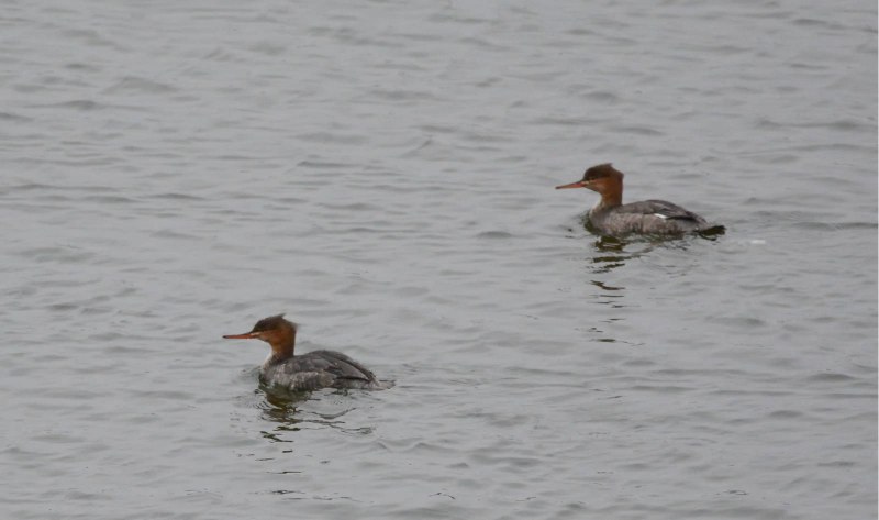 Большой крохаль Mergus Merganser
