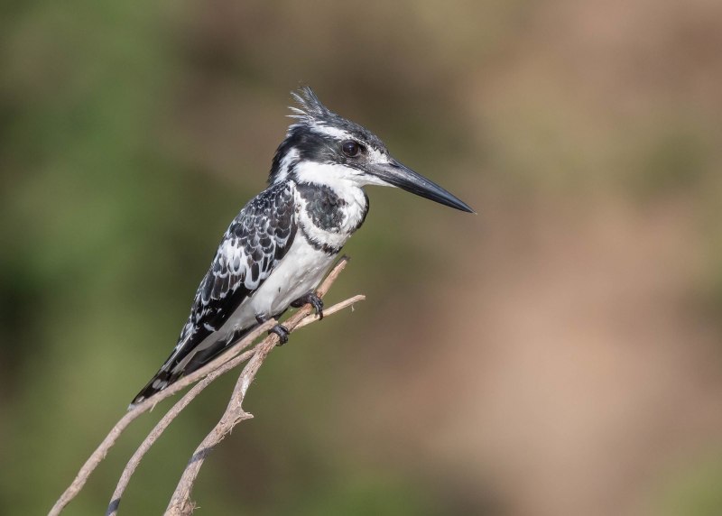 Megaceryle lugubris