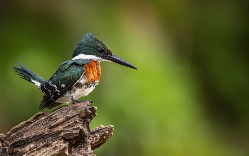 Ceryle torquata