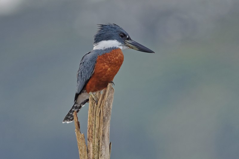 Belted Kingfisher птица