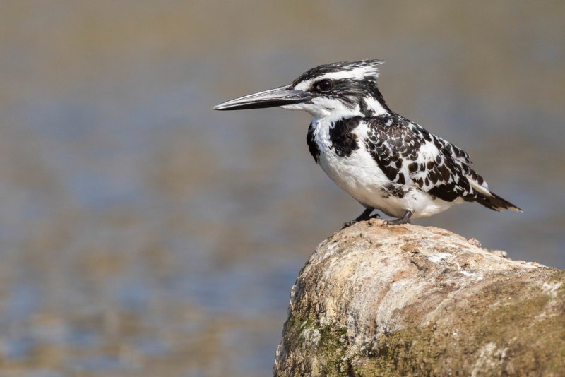 Большой Пегий Зимородок (Megaceryle lugubris)
