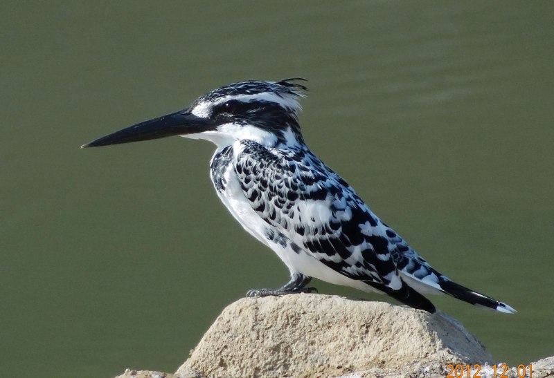 Megaceryle lugubris