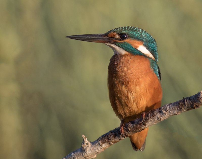 Ceryle torquata