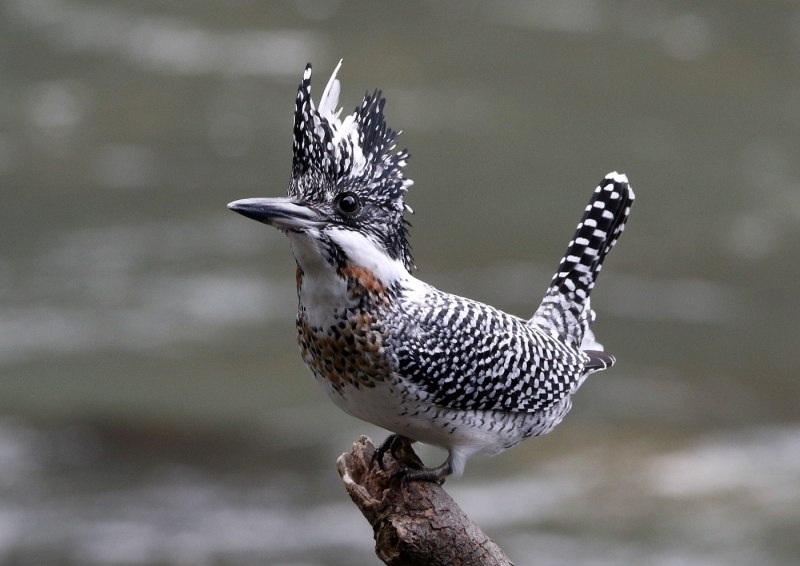 Megaceryle lugubris