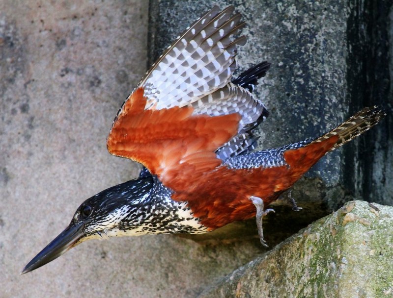 Belted Kingfisher птица