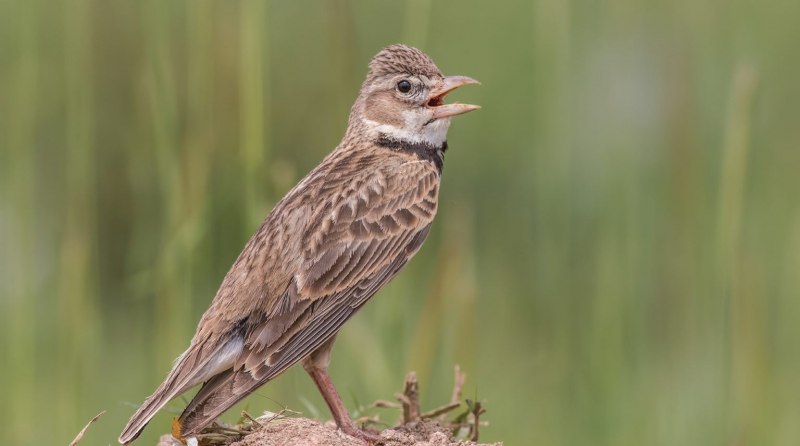 Lark Жаворонок