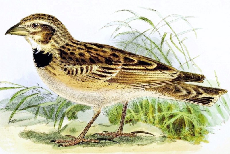 Степной Жаворонок Melanocorypha Calandra (1)