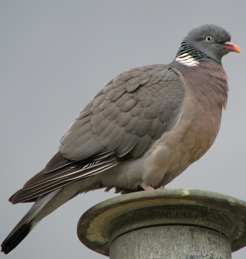Columba palumbus (вяхирь или витютень)