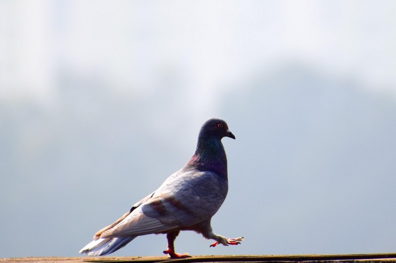 Вяхирь (Columba palumbus)