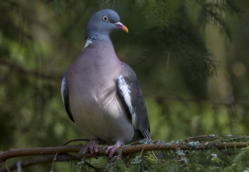 Columba punicea