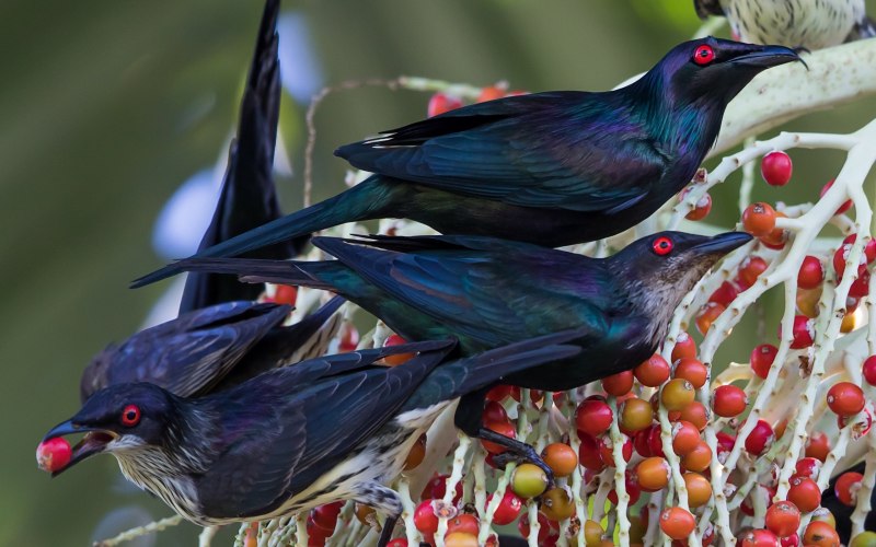 What Birds eat Cherries