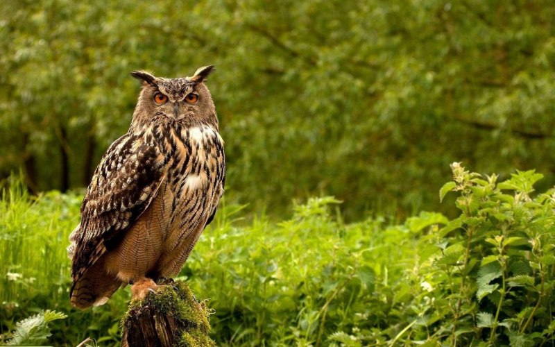 Филин Bubo Bubo
