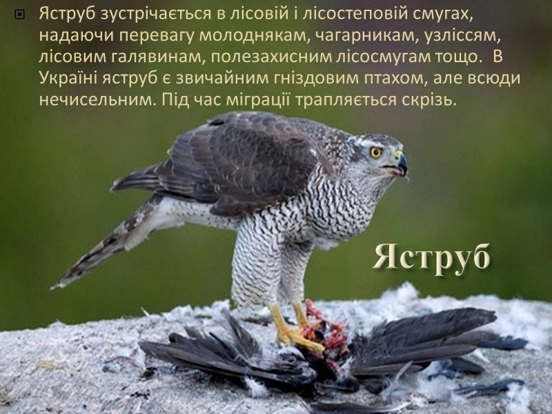 Ястреб-тетеревятник в России