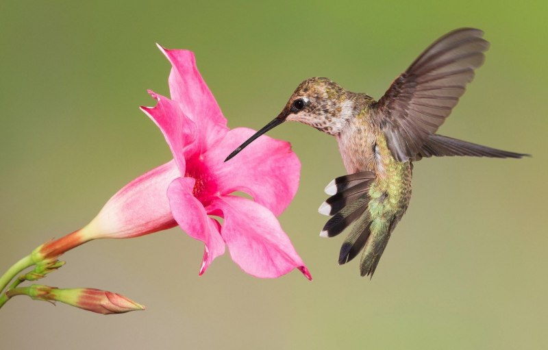 Колибри trochilidae