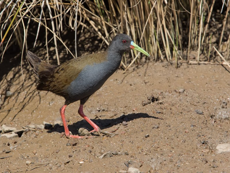 Rallus madagascariensis