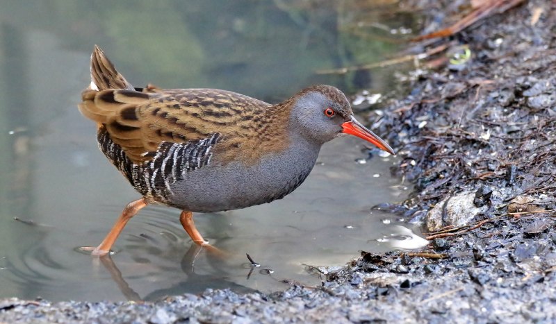 Rallus madagascariensis