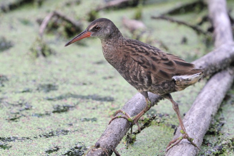 Водяной Пастушок – Rallus aquaticus l., 1758