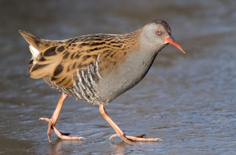 Rallus eivissensis