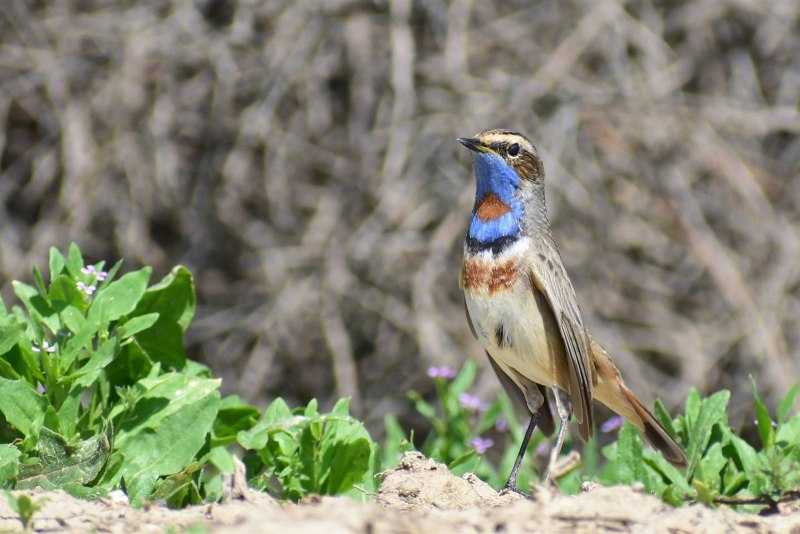 Luscinia svecica pallidogularis