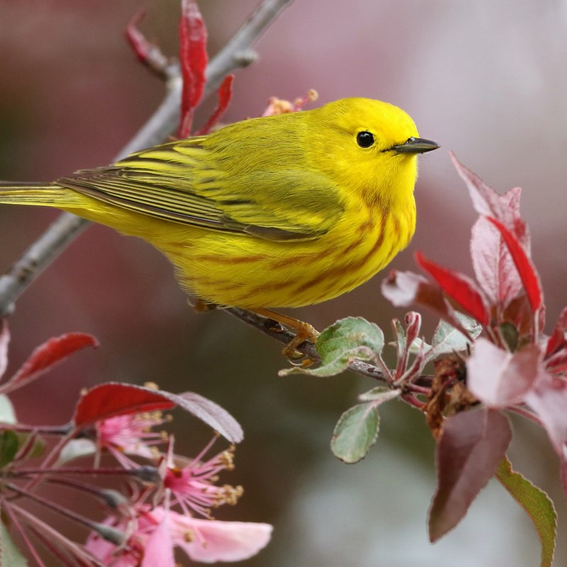 American Goldfinch птица