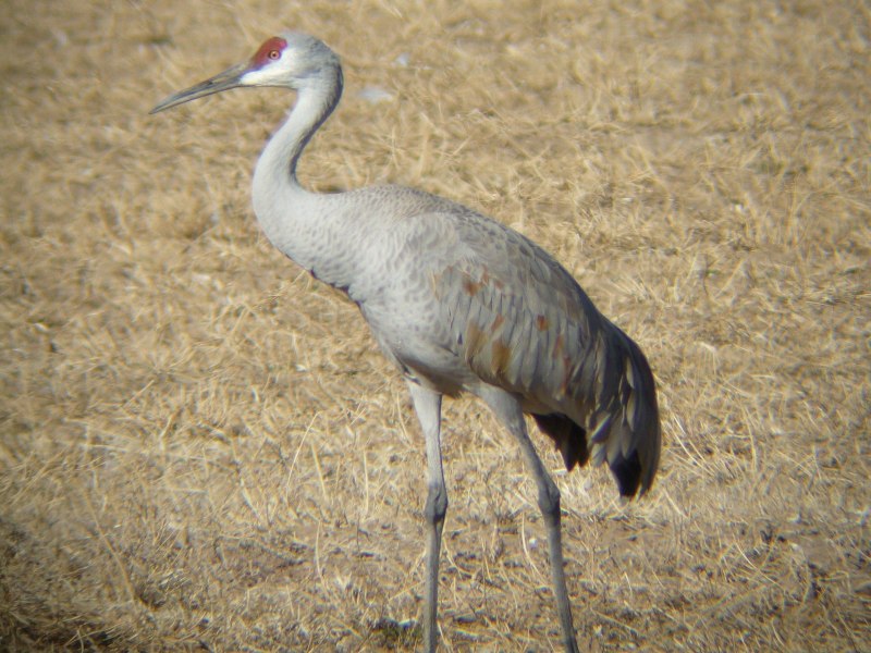 Grus canadensis
