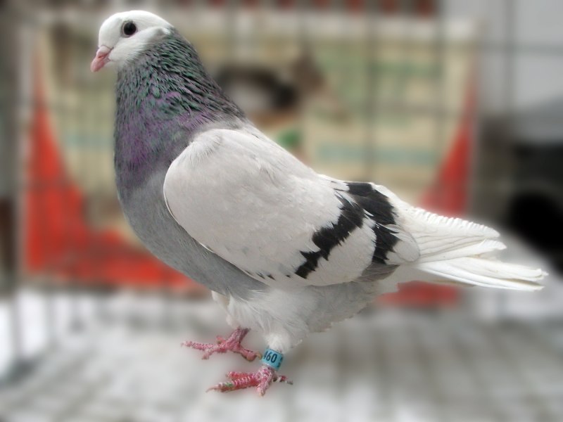 Реюньонский розовый голубь