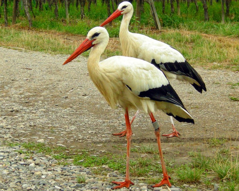Ciconia abdimii