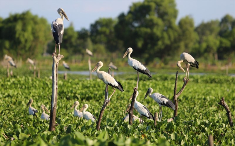 Африка́нский клюва́ч (Mycteria ibis),
