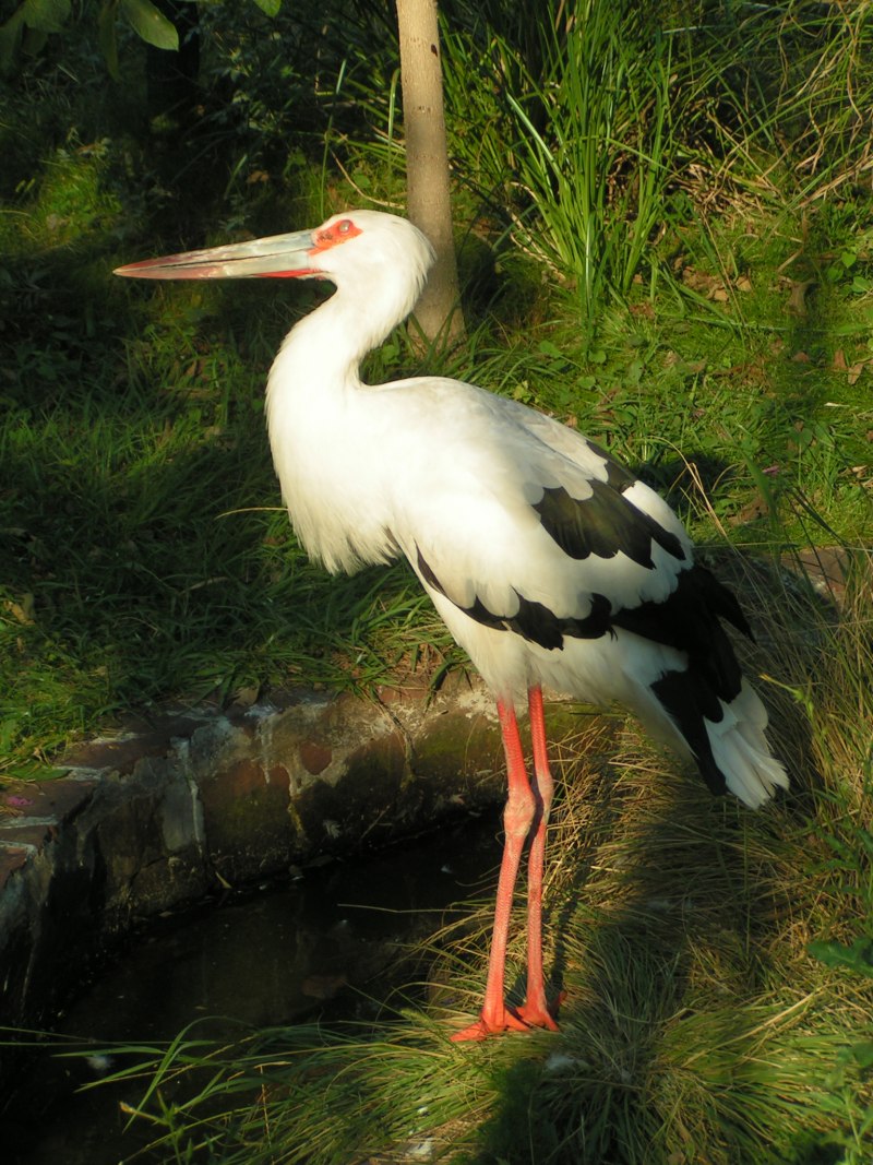 Ciconia Ciconia