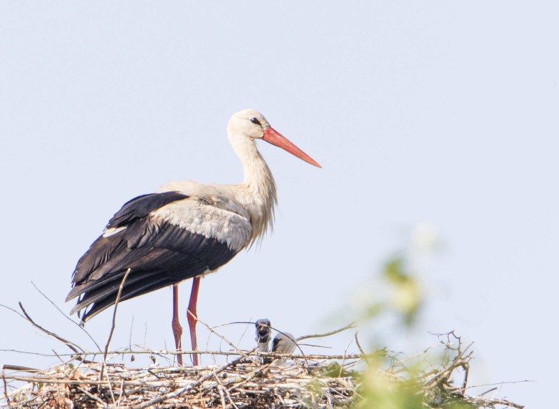 Ephippiorhynchus senegalensis