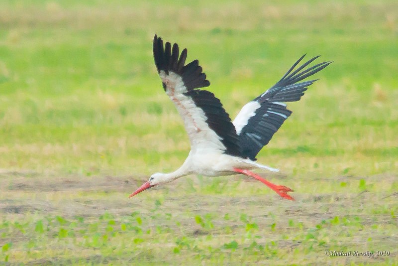 Stork Тэг