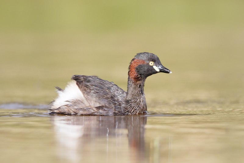 Поганка малая (Podiceps ruficollis)