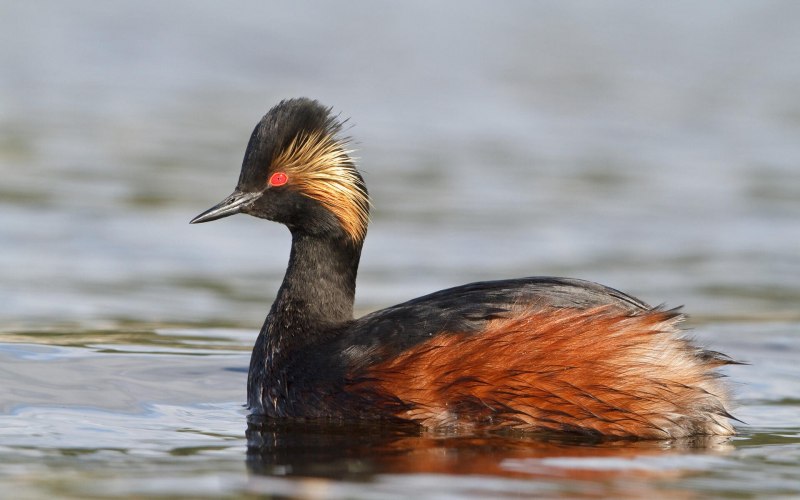 Малая поганка Tachybaptus ruficollis little Grebe