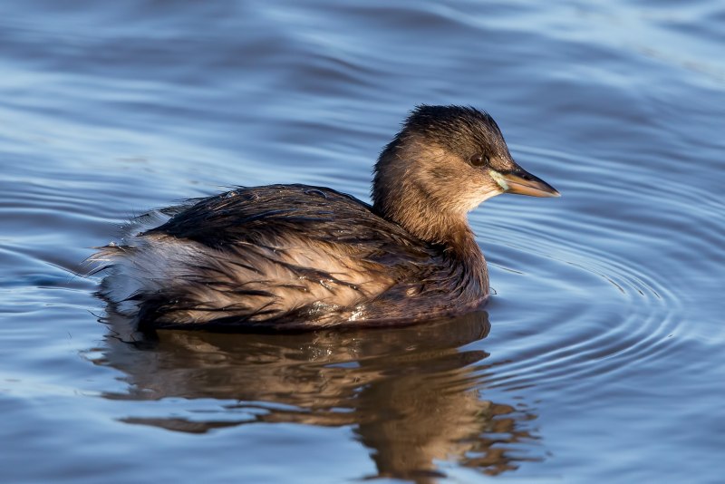 Малая поганка Tachybaptus ruficollis little Grebe