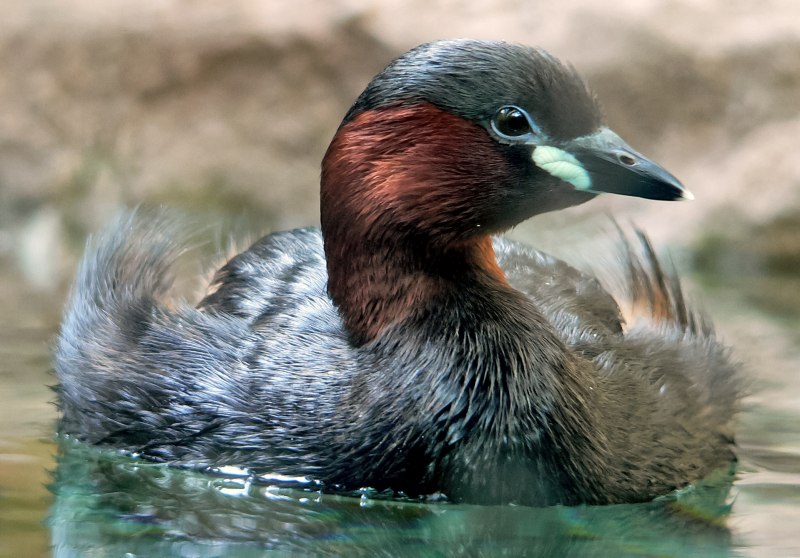 Поганка малая (Podiceps ruficollis)