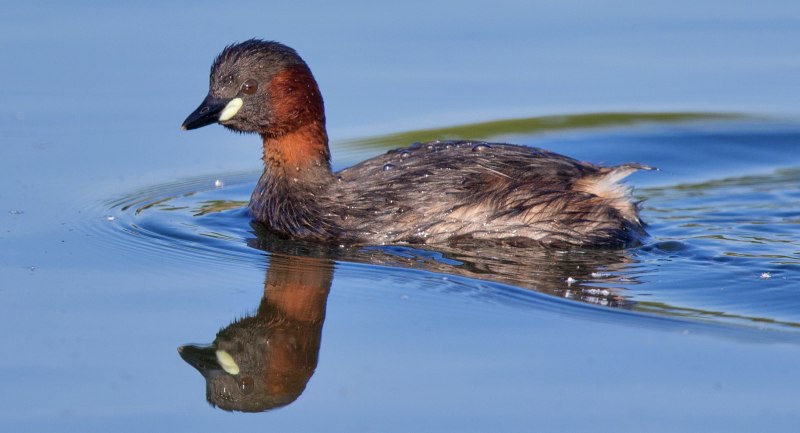 Поганка малая (Podiceps ruficollis)