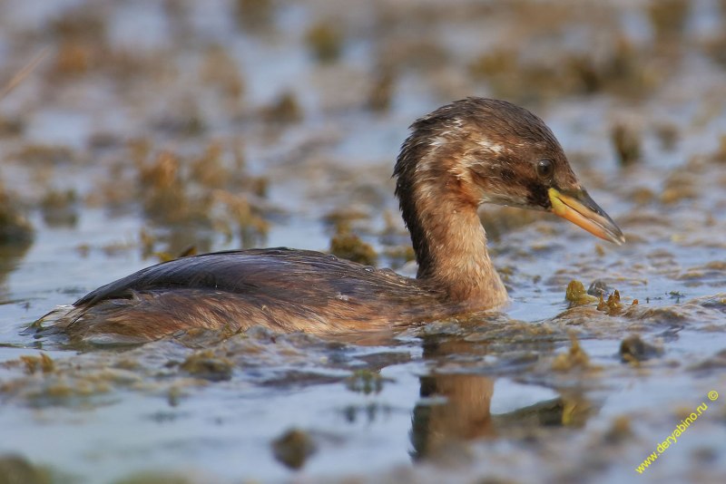 Podiceps ruficollis