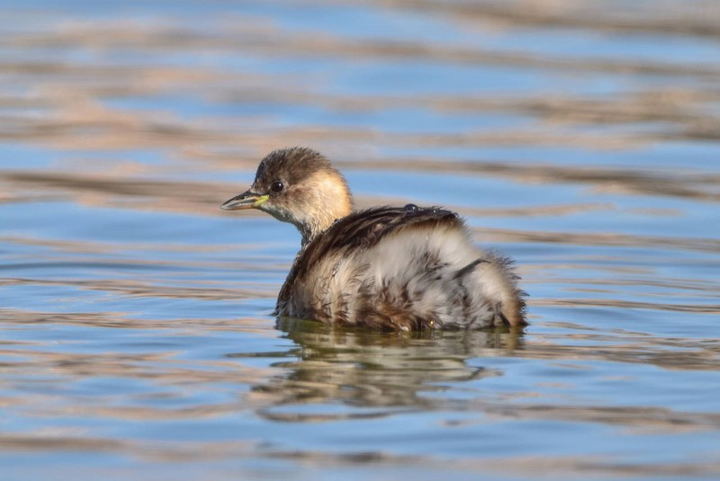 Podiceps ruficollis