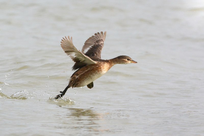 Поганка малая (Podiceps ruficollis)