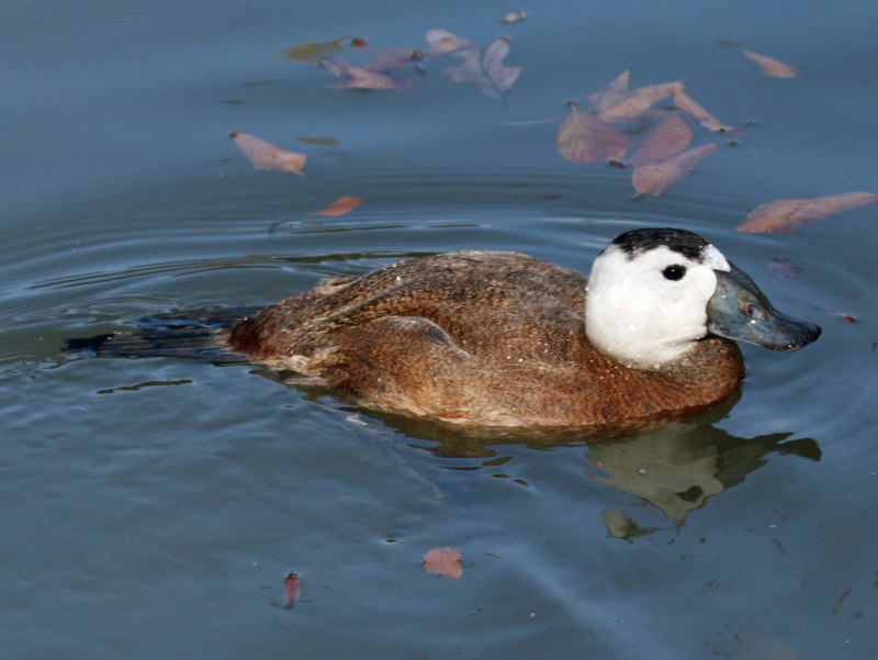 Савка Oxyura leucocephala