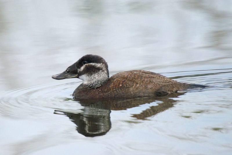 Ducklings of Ruddy
