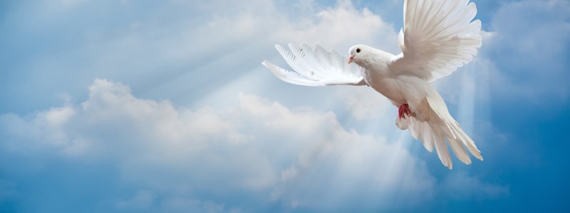 Голуби на голубом небе