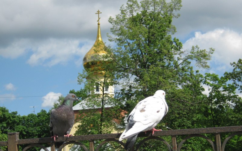 Голубь православный